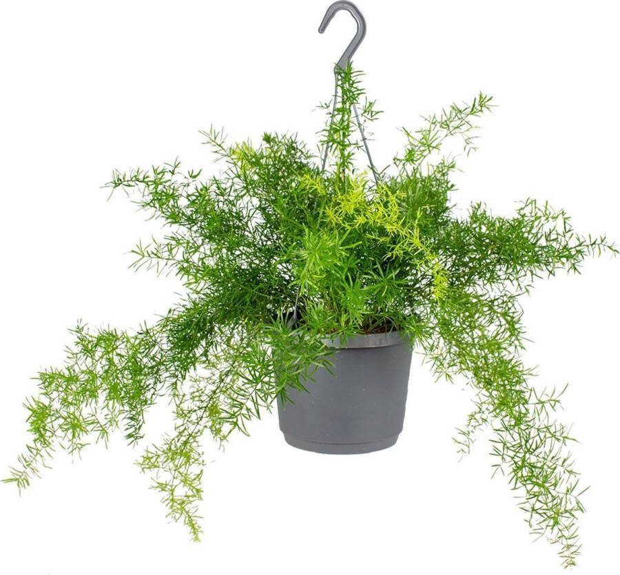 Bloomique Asparagus 'Sprengeri' Sierasperge Kamerplant Hangplant voor binnen ⌀17 cm 20 cm