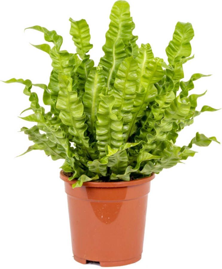 Bloomique Asplenium 'Crispy Wave' | Streepvaren Kamerplant in kwekerspot ⌀12 cm ↕15-25 cm