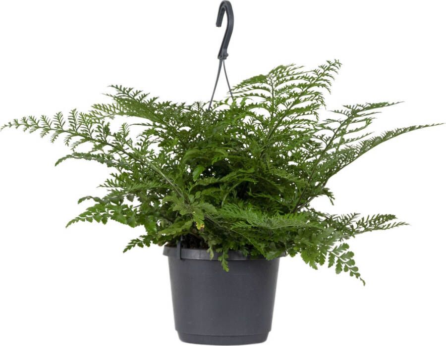 Bloomique Vogelnestvaren in Hangpot per stuk | Asplenium 'Parvati' Kamerplant ⌀18 cm ↕40-45 cm