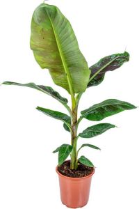Bloomique Bananenplant Musa 'Dwarf Cavendish' per stuk | Kamerplant in kwekerspot ⌀21 cm ↕80-90 cm