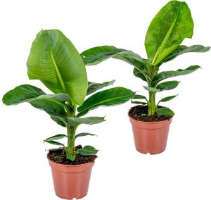 Bloomique Bananenplant Musa 'Tropicana' per 2 stuks | Tropische kamerplant in kwekerspot ⌀17 cm ↕25-35 cm