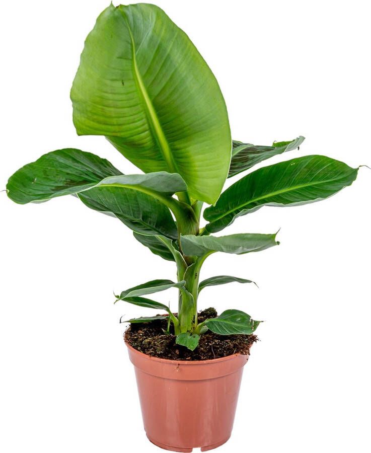 Bloomique Bananenplant Musa 'Tropicana' per stuk | Tropische kamerplant in kwekerspot ⌀17 cm ↕35-45 cm