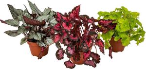 Bloomique Begonia 'Beleaf' mix per 3 stuks | Bladbegonia Kamerplant in kwekerspot ⌀12 cm ↕25-35 cm