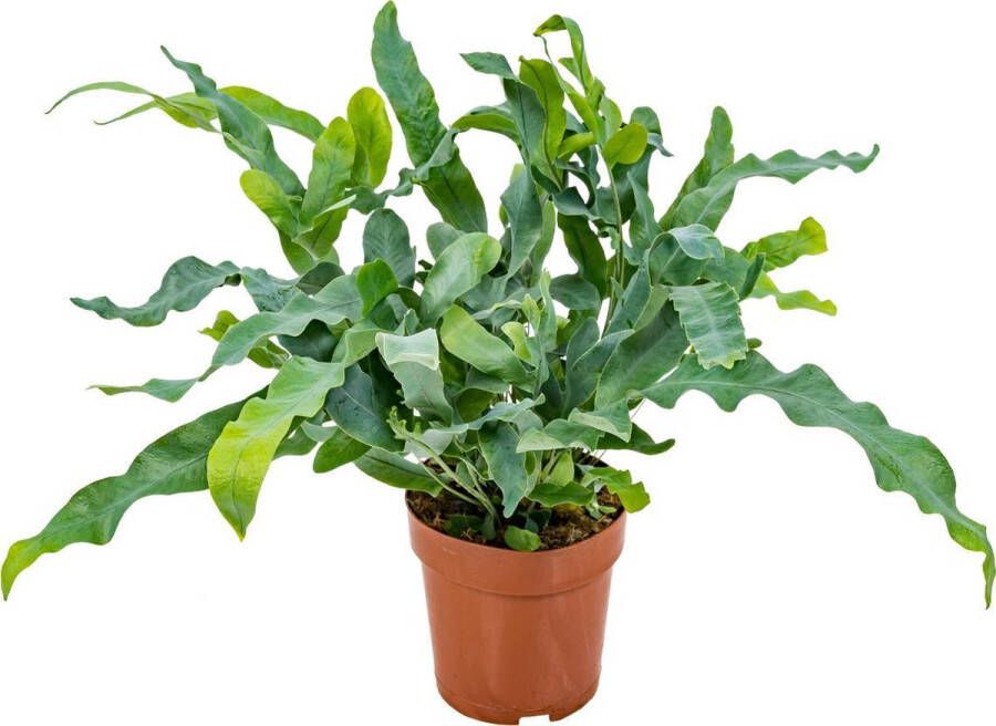 Bloomique Blauwvaren | Phlebodium per stuk Luchtzuiverende kamerplant in kwekerspot ⌀12 cm ↕30 cm