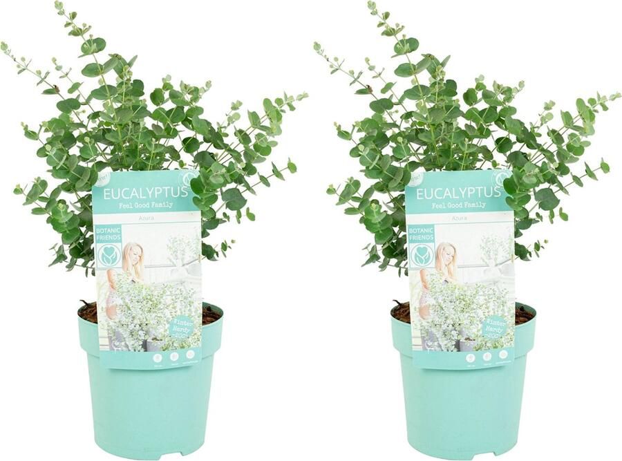 Bloomique 2x Eucalyptus Gunnii 'azura' Eucalyptus Plant Tuinplanten Winterhard ⌀15 Cm 25-45 Cm