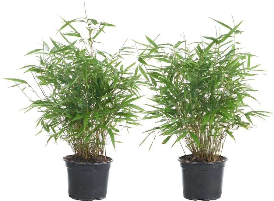 Bloomique 2x Fargesia Formidable – Bamboe – Tuinplant – Winterhard ⌀17 cm 40-50 cm