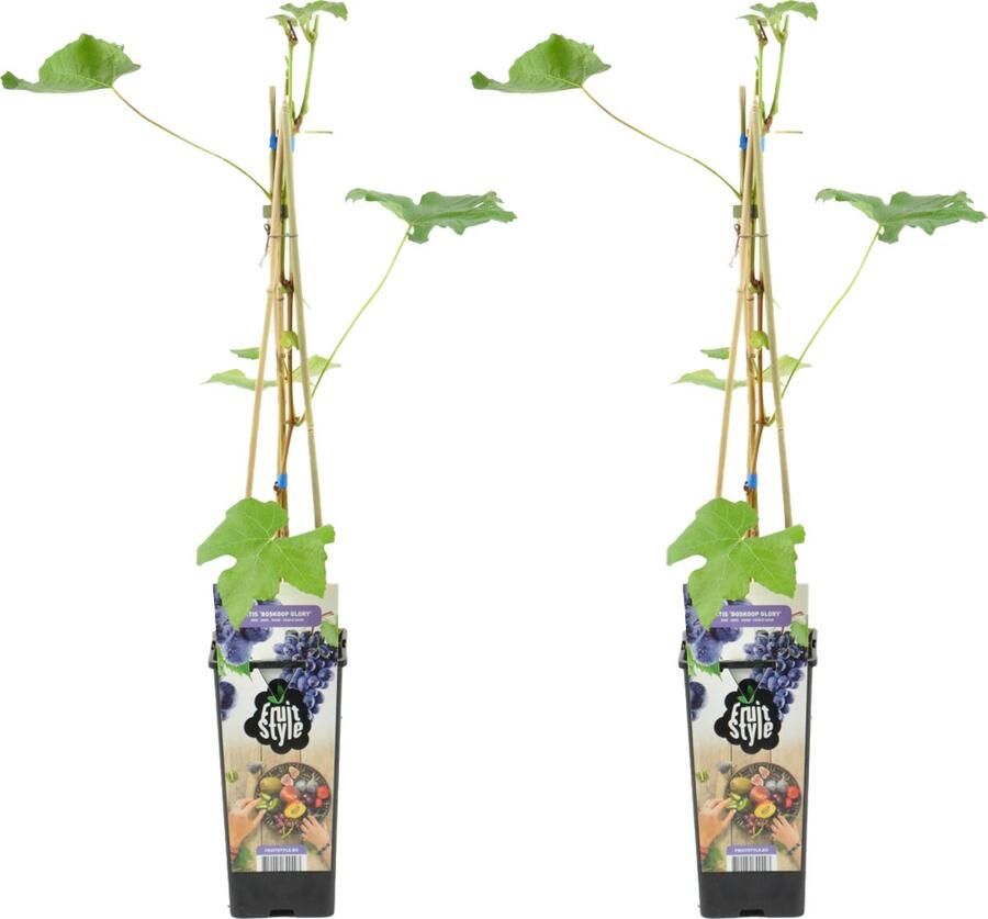 Bloomique 2x Vitis Vinifera 'Boskoop Glory' Druivenplant Blauwe Druiven Fruitplanten Tuinplanten Winterhard ⌀14 cm Hoogte 60-70cm