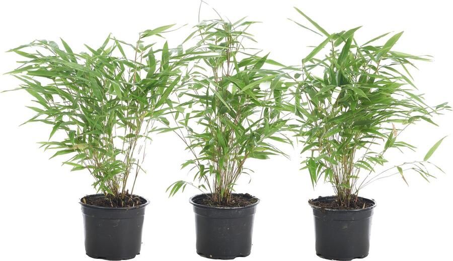 Bloomique 3x Fargesia Formidable – Bamboe – Tuinplant – Winterhard ⌀13 cm 30-40 cm