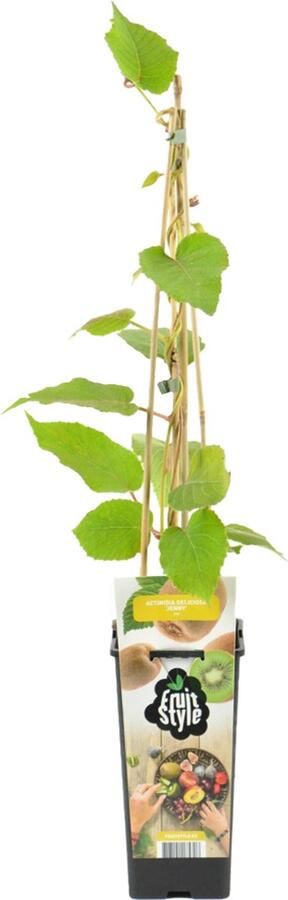 Bloomique Actinidia Deliciosa 'Jenny' Kiwi Plant Fruitplanten Tuinplanten Winterhard ⌀14 cm Hoogte 60-70cm
