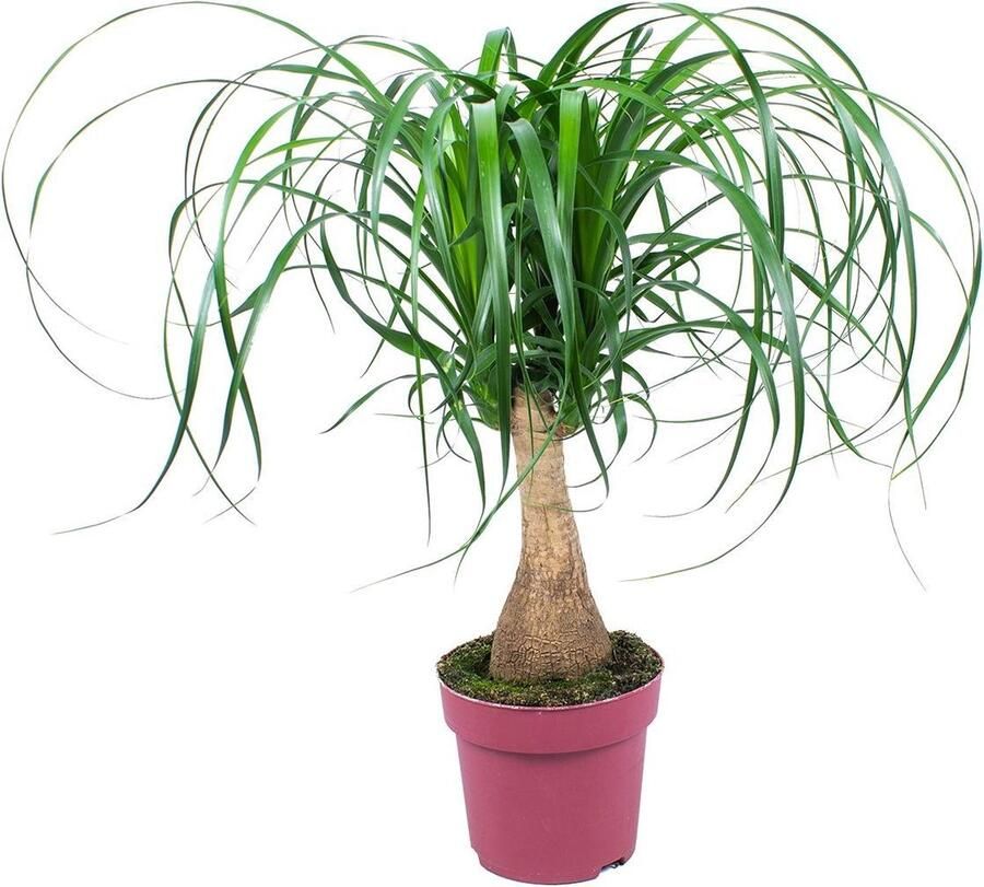 Bloomique Firenze Bloemenatelier Beucarnea 'Recurvata' Olifantspoot per stuk kamerplant in kwekerspot ⌀19 cm 60 cm