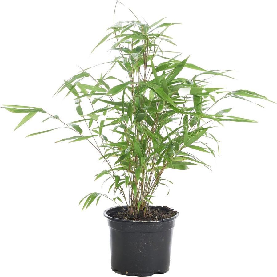 Bloomique Fargesia Formidable – Bamboe – Tuinplant – Winterhard ⌀13 cm 30-40 cm