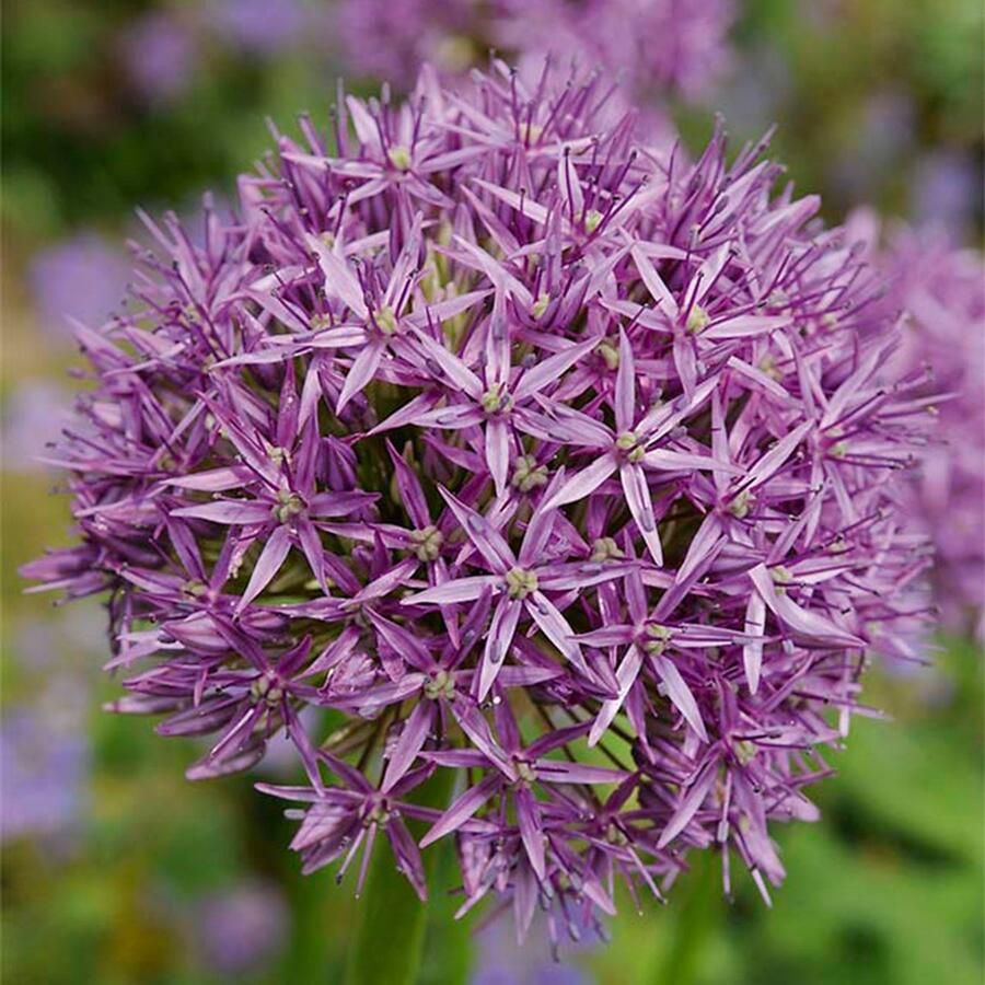 Bloomique Mix van 15 Allium Purple Sensation Look Sierui Paars Bloembollen Voorjaarsbloeiend Meerjarige Planten Groeit tot 70-90 cm