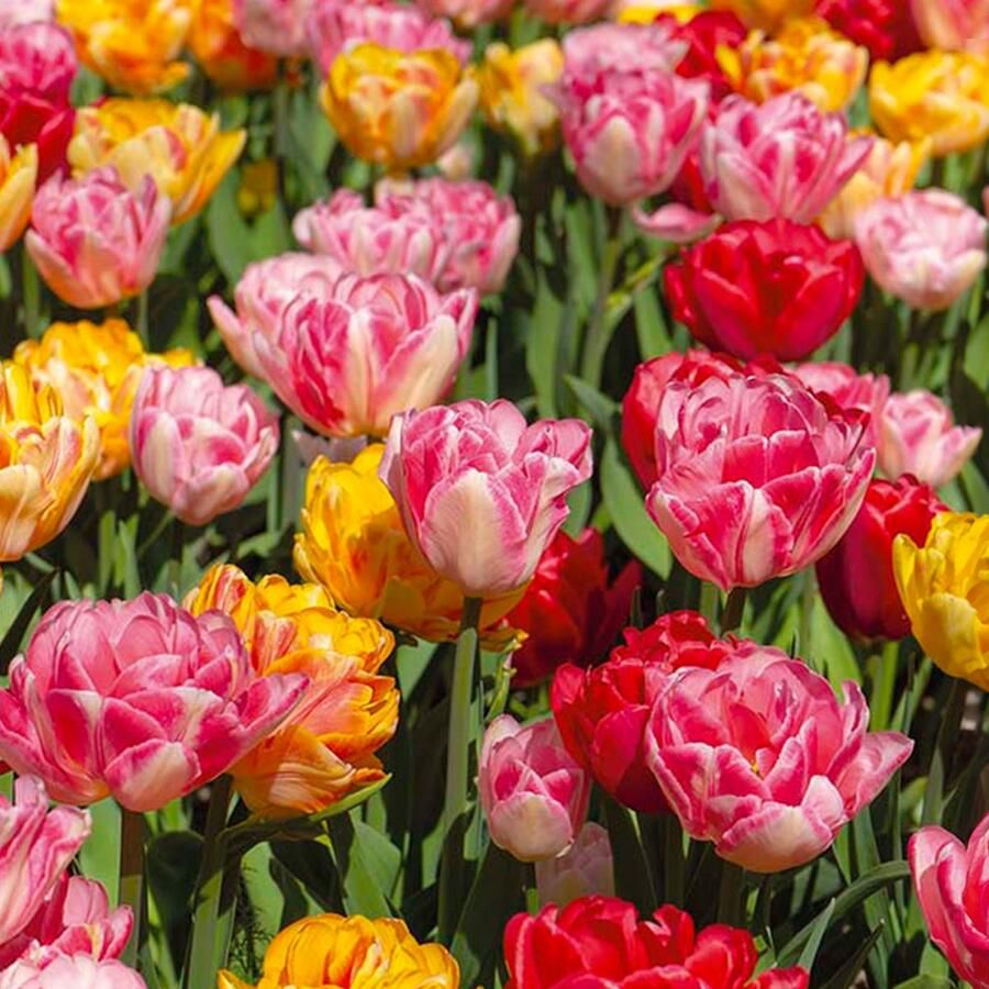 Bloomique Mix van 20 Tulipa Dubbel Mix Dubbele Bloem Tulpenbollen Mix van Kleuren Bloembollen Voorjaarsbloeiend Meerjarige Planten Groeit tot 35-40 cm