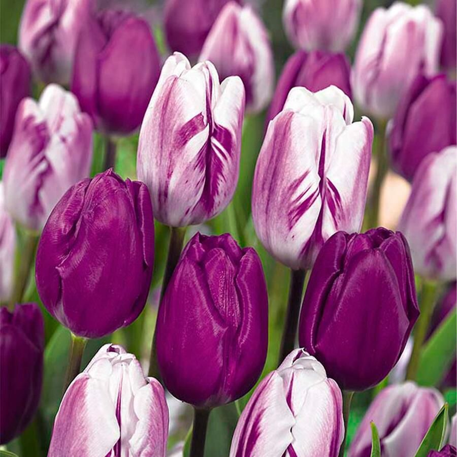 Bloomique Mix van 20 Tulipa Purple Mix Paarse Mix Tulpenbollen Bloembollen Voorjaarsbloeiend Meerjarige Planten Groeit tot 30-35 cm