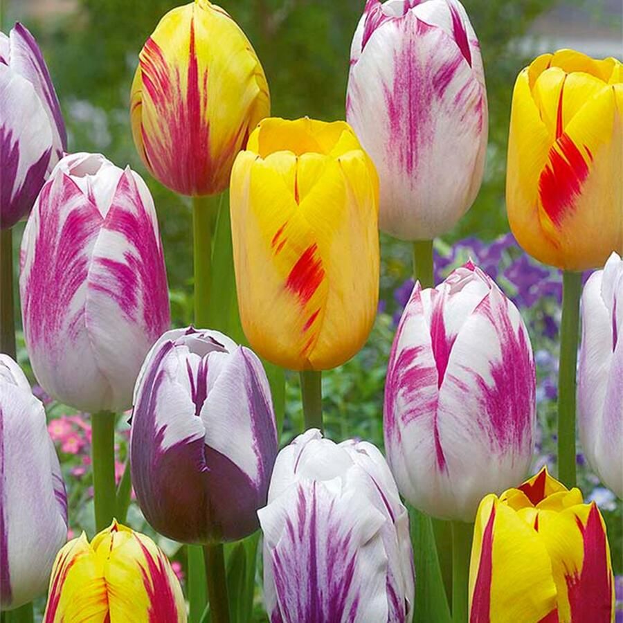 Bloomique Mix van 20 Tulipa Rembrandt Mix Tulpenbollen Bloembollen Voorjaarsbloeiend Meerjarige Planten Groeit tot 40-50 cm