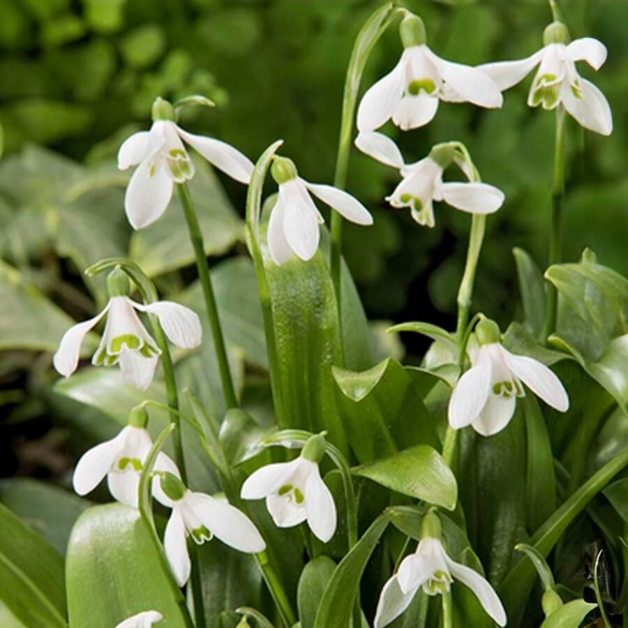 Bloomique Mix van 25 Galanthus Woronowii Sneeuwklokjes Wit Bloembollen Voorjaarsbloeiend Meerjarige Planten Groeit tot 10-15 cm