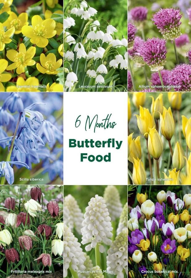 Bloomique Mix van 50 6 Maanden Bloemen Vlindervriendelijk Mix van 8 Soorten Bloembollen Voorjaarsbloeiend Meerjarige Planten Groeit van 5 tot 70 cm