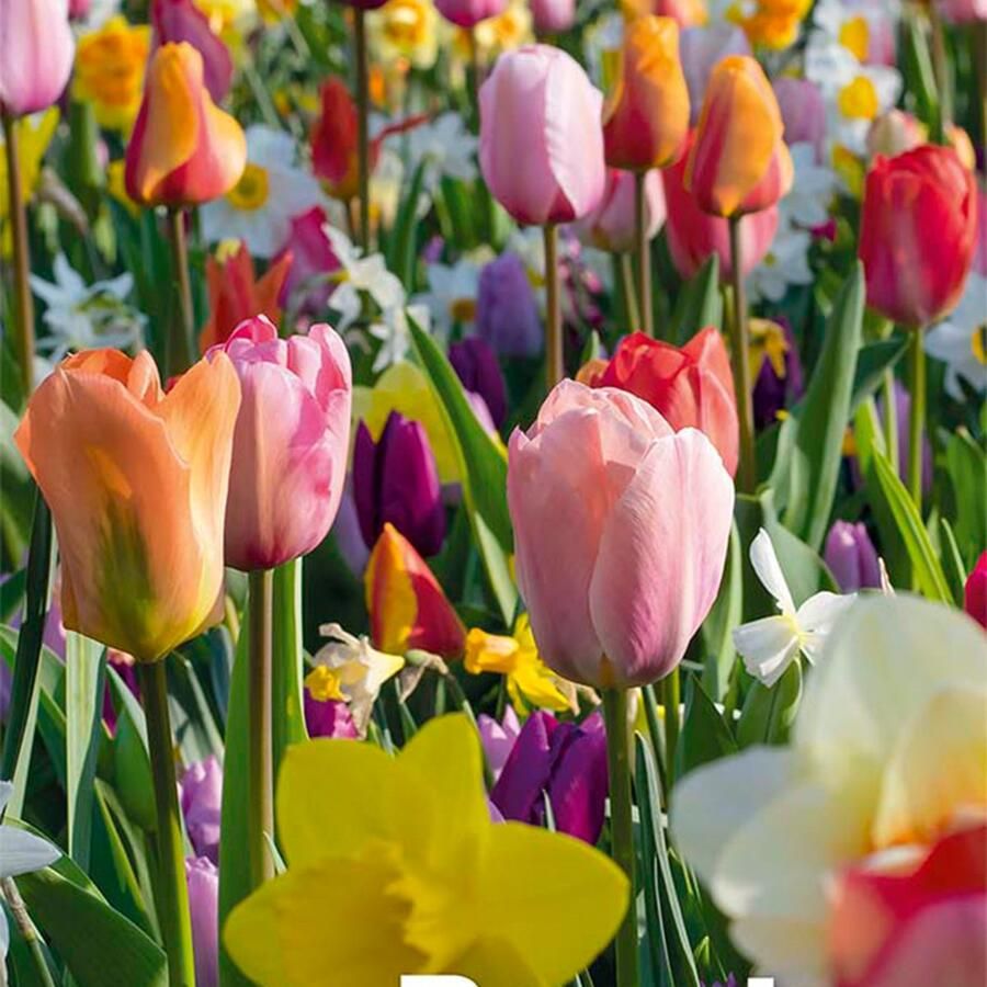 Bloomique Mix van 50 Beauty Mix van 6 Soorten Bloembollen Voorjaarsbloeiend Meerjarige Planten Groeit tot van 5 tot 55 cm