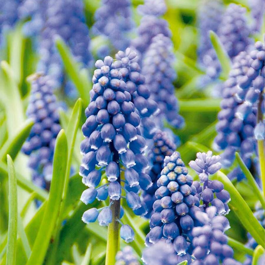 Bloomique Mix van 50 Muscari Armeniacum Druifhyacint Blauwe Druifjes Bloembollen Voorjaarsbloeiend Meerjarige Planten Groeit tot 10-15 cm