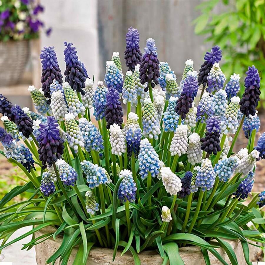 Bloomique Mix van 50 Muscari Mix Druifhyacint Blauwe Druifjes Wit Blauw Bloembollen Voorjaarsbloeiend Meerjarige Planten Groeit tot 10-15 cm