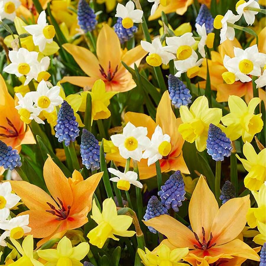 Bloomique Mix van 50 Wilde Bloemen Mix van 4 Soorten Bloembollen Voorjaarsbloeiend Meerjarige Planten Groeit tot van 10 tot 25 cm