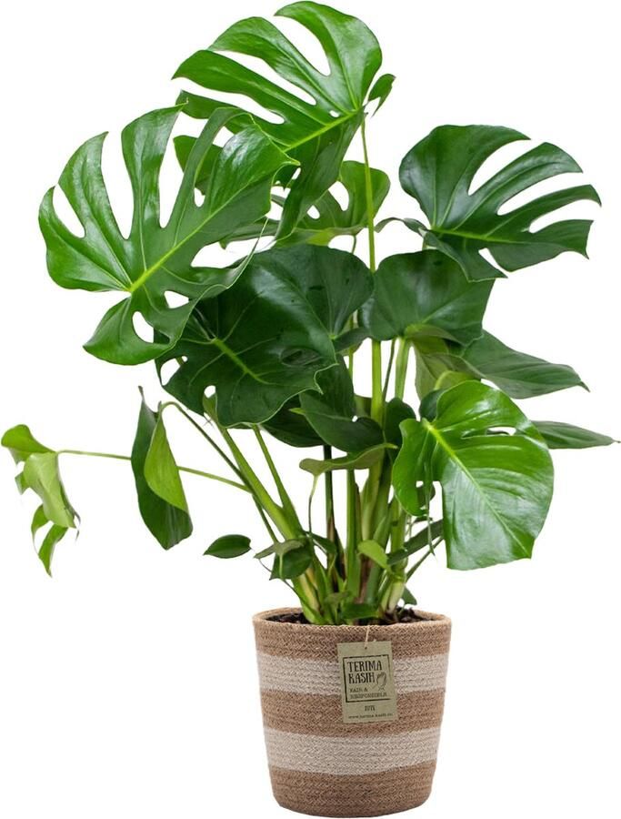 Bloomique Monstera Deliciosa Incl. Jute Mand Gatenplant Kamerplant Luchtzuiverend ⌀21 Cm ↕70-80 Cm