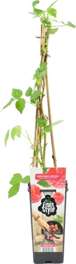Bloomique Rubus Idaeus 'Héritage' Framboos Plant Fruitplanten Tuinplanten Winterhard ⌀14 cm Hoogte 60-70cm