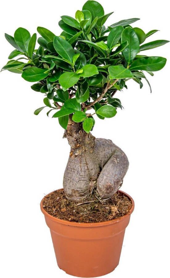 Bloomique Bonsai boompje | Ficus 'Ginseng' per stuk – Kamerplant in kwekerspot ⌀17 cm ↕35 cm