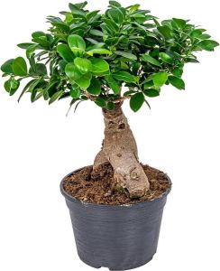 Bloomique Bonsai boompje | Ficus 'Ginseng' per stuk – Kamerplant in kwekerspot ⌀20 cm ↕40 cm