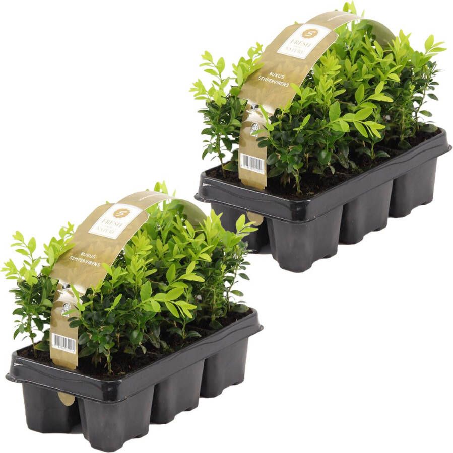 Bloomique Buxus Sempervirens | 1 0 meter Haagbuxes per 2 sixpacks Buitenplant in sixpack ⌀9 cm ↕20 cm