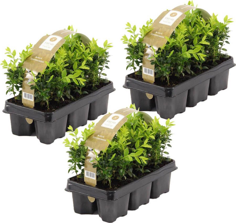 Bloomique Buxus Sempervirens | 1 5 meter Haagbuxes per 3 sixpacks Buitenplant in kwekerspot ⌀9 cm ↕20 cm