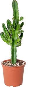 Bloomique Cactus | Euphorbia Eritrea Buiten- en binnnenplant in kwekerspot ⌀17 cm ↕50-60 cm
