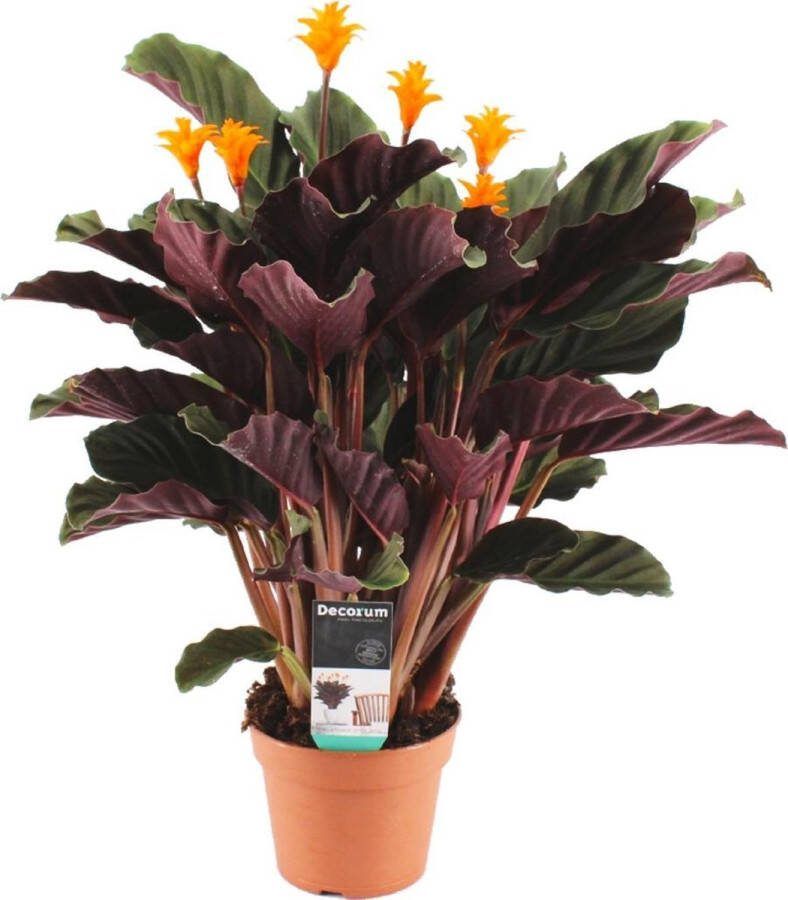 Bloomique Calathea 'Candela' | Oranje Kamerplant in kwekerspot ⌀14 cm Hoogte ↕40-50 cm