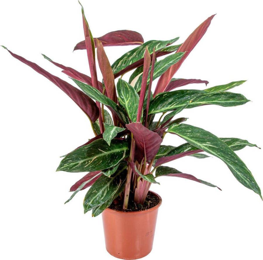 Bloomique Calathea 'Magic Star' per stuk Luchtzuiverende kamerplant in kwekerspot ⌀17 cm ↕65 cm