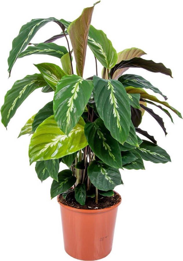 Bloomique Calathea 'Maui Queen' per stuk Luchtzuiverende kamerplant in kwekerspot ⌀17 cm ↕65 cm