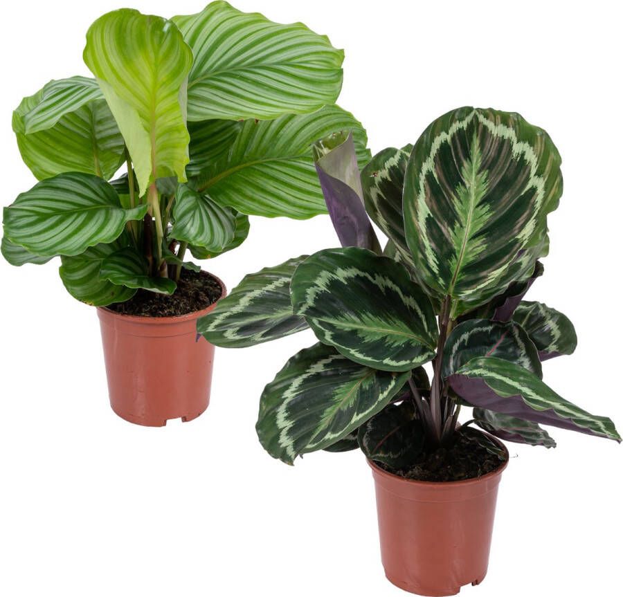 Bloomique Calathea 'Medaillon' & 'Orbifolia' | Luchtzuiverende kamerplanten in kwekerspot ⌀14 cm 40-45 cm