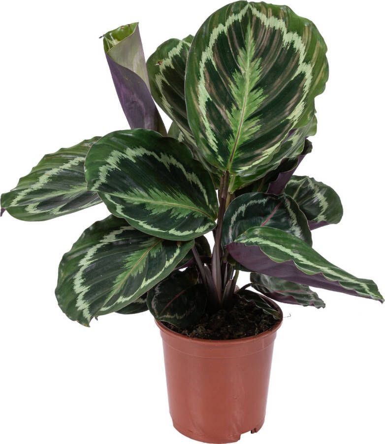 Bloomique Calathea 'Medaillon' Pauwenplant Kamerplant Luchtzuiverend ⌀14 cm 40-45 cm