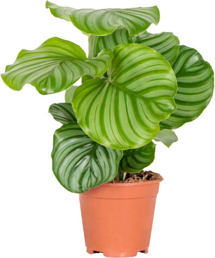 Bloomique Calathea Orbifolia Pauwenplant Kamerplant Luchtzuiverende plant voor binnen ⌀14 cm 40-45 cm