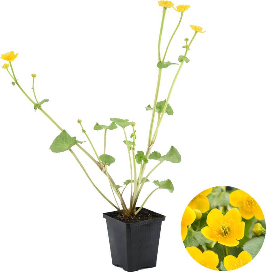 Bloomique Caltha Palustris – Dotterbloem – Vijverplant – Onderhoudsvriendelijk – Zone 1-2 – ⌀09cm 15-25 cm