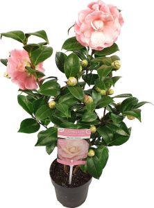 Bloomique Camellia japonica 'Nuccio's Cameo' – Japanse roos Heester Groenblijvend ⌀15 cm 30-35 cm