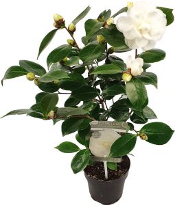 Bloomique Camellia japonica 'Nuccio's Gem' – Japanse roos Heester Groenblijvend ⌀15 cm 30-35 cm