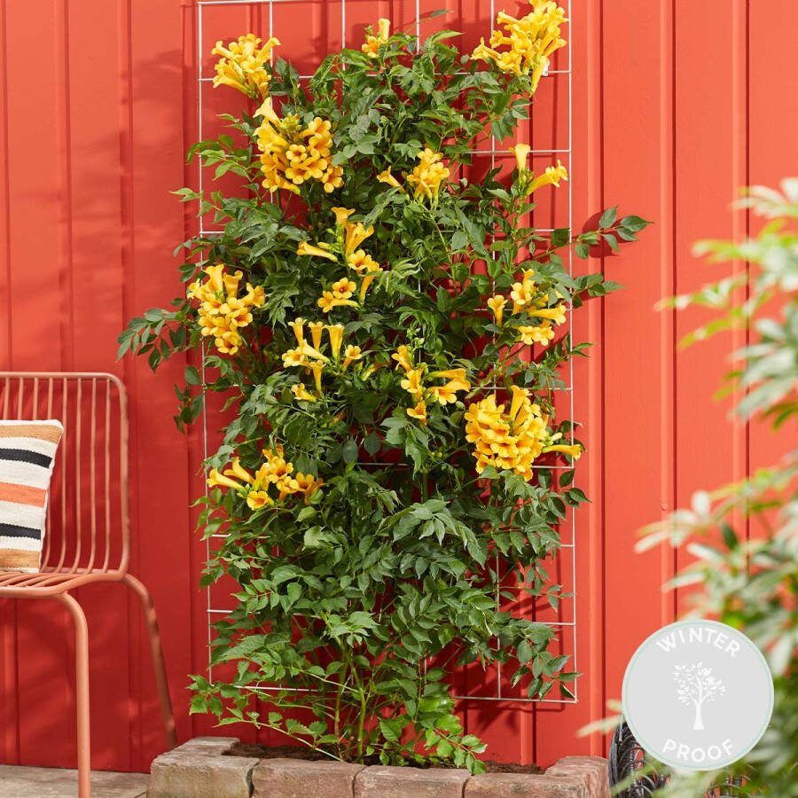 Bloomique Campsis Flava Golden Trumpet – Trompetbloem – Klimplant – Winterhard ⌀15 cm 60-70 cm