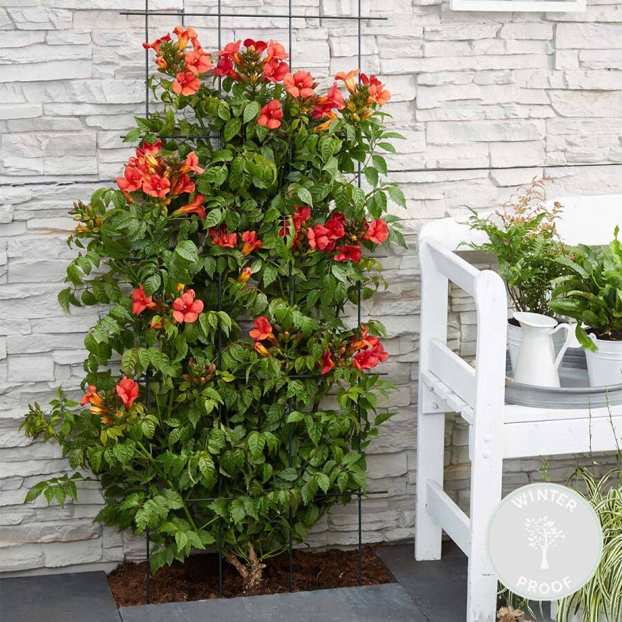 Bloomique Campsis Summer Jazz Fire Trumpet – Trompetbloem – Klimplant – Winterhard ⌀15 cm 60-70 cm