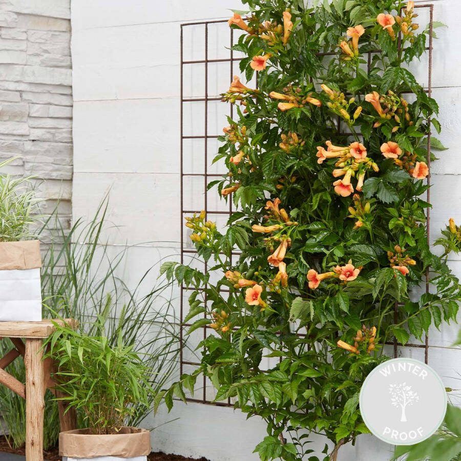 Bloomique Campsis Radicans 'Galen – Klimplant – Trompetklimmer – Winterhard ⌀15 cm – 60-70 cm