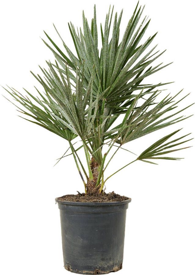 Bloomique Chamaerops 'Humilis' | Europese dwergpalm Buitenplant in kwekerspot ⌀19 cm ↕50-60 cm