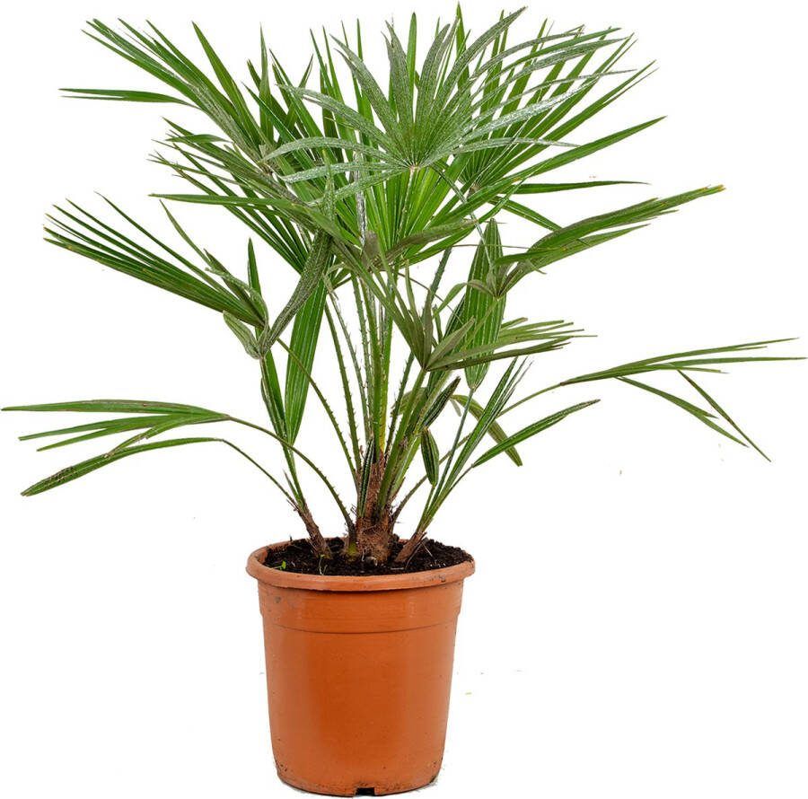 Bloomique Chamaerops Humilis – Europese Dwergpalm – Palm – Winterhard ⌀21 Cm ↕70-80 Cm