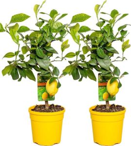 Bloomique Citroenboom | Citrus 'Lemon' per 2 stuks Buitenplant in kwekerspot ⌀19 cm ↕60-70 cm