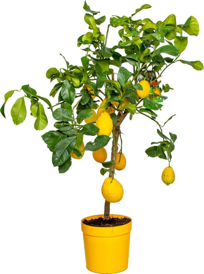 Bloomique Citrus Limon Citroenboom Fruitboom Groenblijvend ⌀21 Cm ↕70-80 Cm