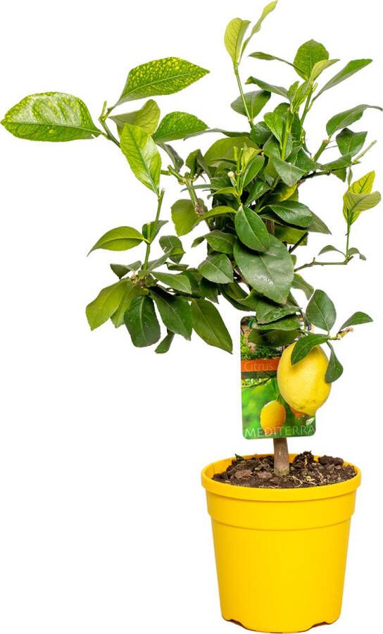 Bloomique Citroenboom | Citrus 'Lemon' Buitenplant in kwekerspot ⌀19 cm ↕60-70 cm