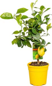 Bloomique Citroenboom | Citrus 'Lemon' Buitenplant in kwekerspot ⌀19 cm ↕60-70 cm